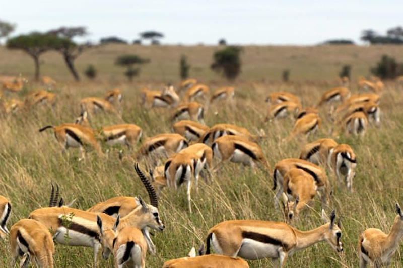 Spectacular Mara - 2 nights/3 Days