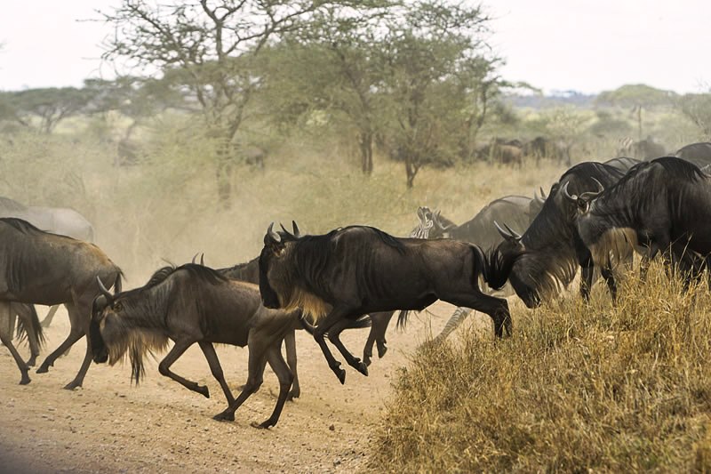 Serengeti Great Migration