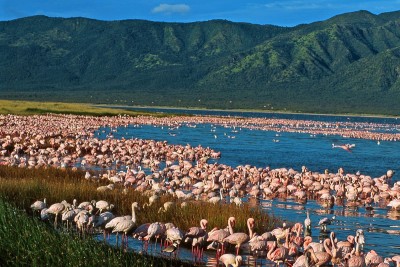 Great Rift Valley Lakes