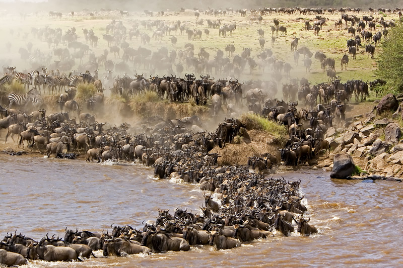 wildebeest migration